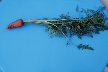 Carrot