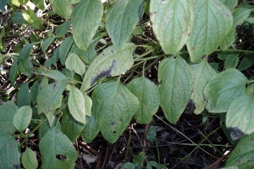 Shrubby deeringia
