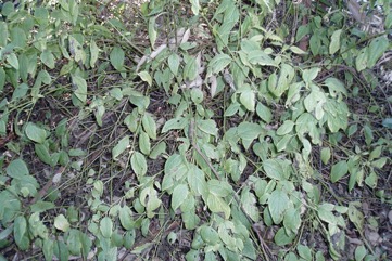 Shrubby deeringia