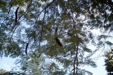 Royal Poinciana, Flame Tree