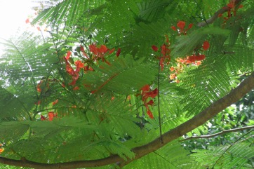 Royal Poinciana, Flame Tree