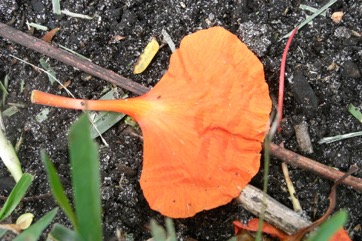 Royal Poinciana, Flame Tree