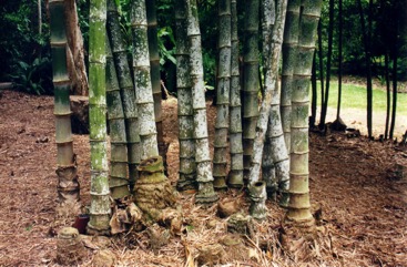 Giant bamboo, Sweet bamboo