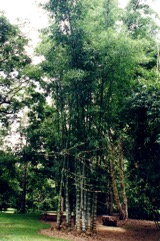 Giant bamboo, Sweet bamboo