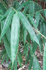 Giant bamboo, Sweet bamboo