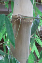 Giant bamboo, Sweet bamboo