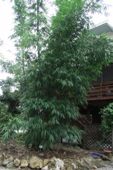 Giant bamboo, Sweet bamboo