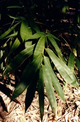 Sweet bamboo shoot, Taiwan giant bamboo, Dried bamboo shoot