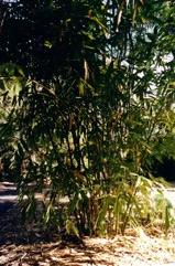 Sweet bamboo shoot, Taiwan giant bamboo, Dried bamboo shoot