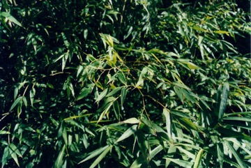 Sweet bamboo shoot, Taiwan giant bamboo, Dried bamboo shoot