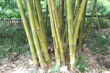 Sweet bamboo shoot, Taiwan giant bamboo, Dried bamboo shoot