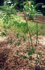 Male Bamboo, Calcutta stricta