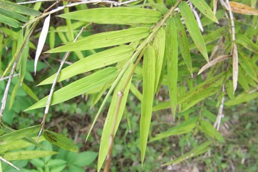 Male Bamboo, Calcutta stricta