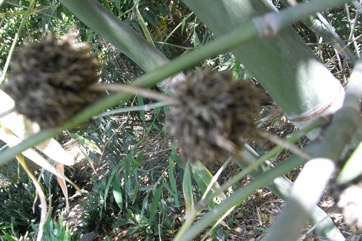 Male Bamboo, Calcutta stricta