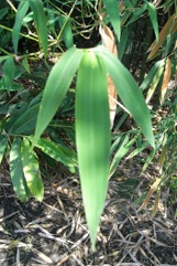 Male Bamboo, Calcutta stricta