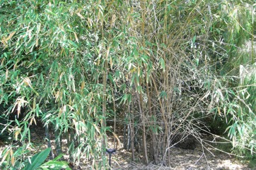 Male Bamboo, Calcutta stricta