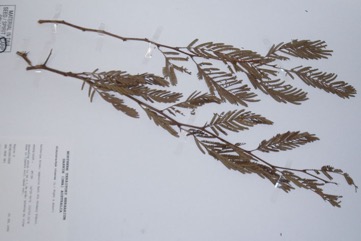 Marabou Thorn, Sickle bush