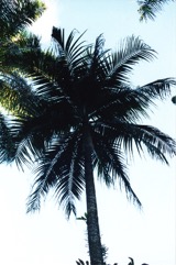 Princess palm, Hurricane palm, Red palm