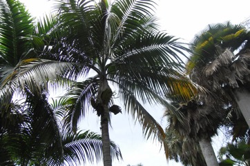 Princess palm, Hurricane palm, Red palm