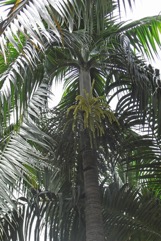 Princess palm, Hurricane palm, Red palm