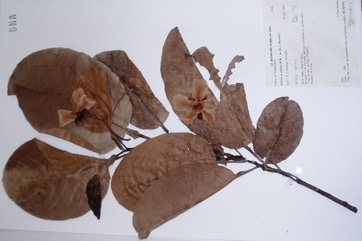 Red beech, Golden Guinea Tree, Queensland red beech