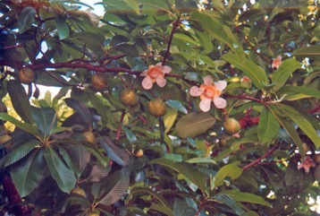 Elephant apple