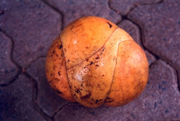 Elephant apple