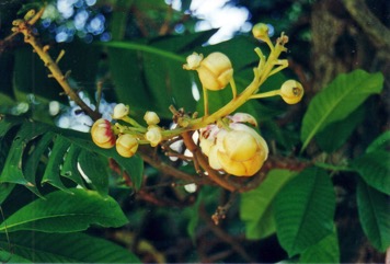 Elephant apple