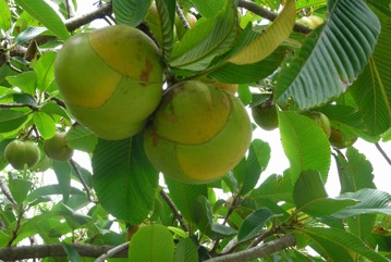 Elephant apple