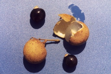 Longan