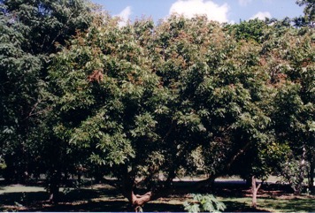 Longan