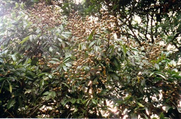 Longan
