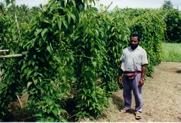 Greater yam