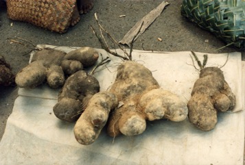Greater yam