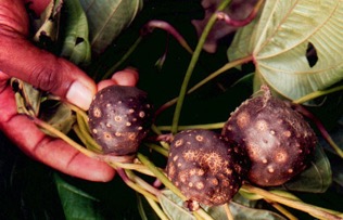 Potato yam