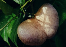 Potato yam