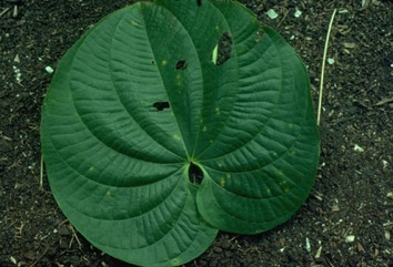 Potato yam