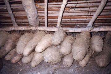 Lesser yam