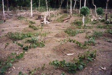 Lesser yam