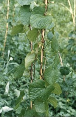 Lesser yam