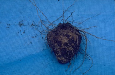 Five leaflet yam