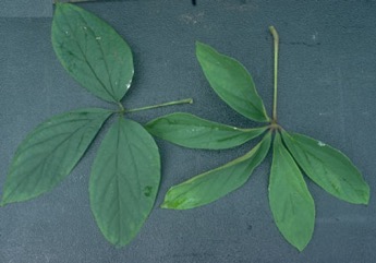 Five leaflet yam