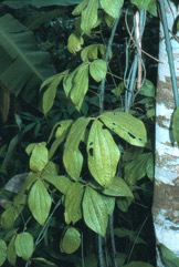 Five leaflet yam