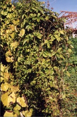 Five leaflet yam