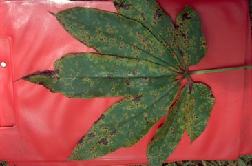 Five leaflet yam
