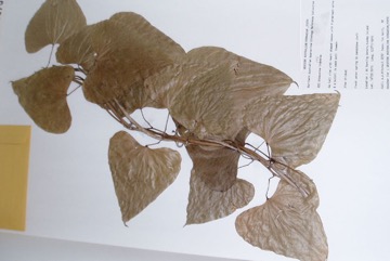 Long yam, Rainforest long yam, Pencil yam