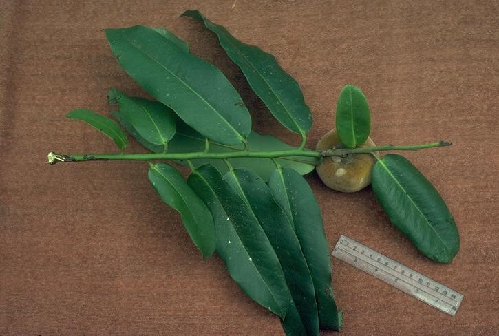Mabolo, Velvet apple
