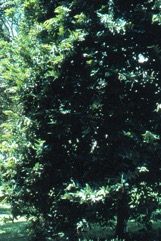 Mabolo, Velvet apple