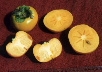 Persimmon, Japanese persimmon, Kaki