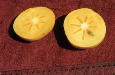 Persimmon, Japanese persimmon, Kaki
